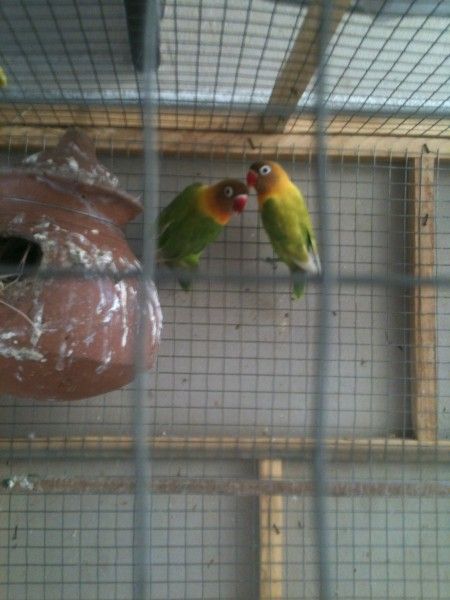 african love birds price in india african love birds price in india
